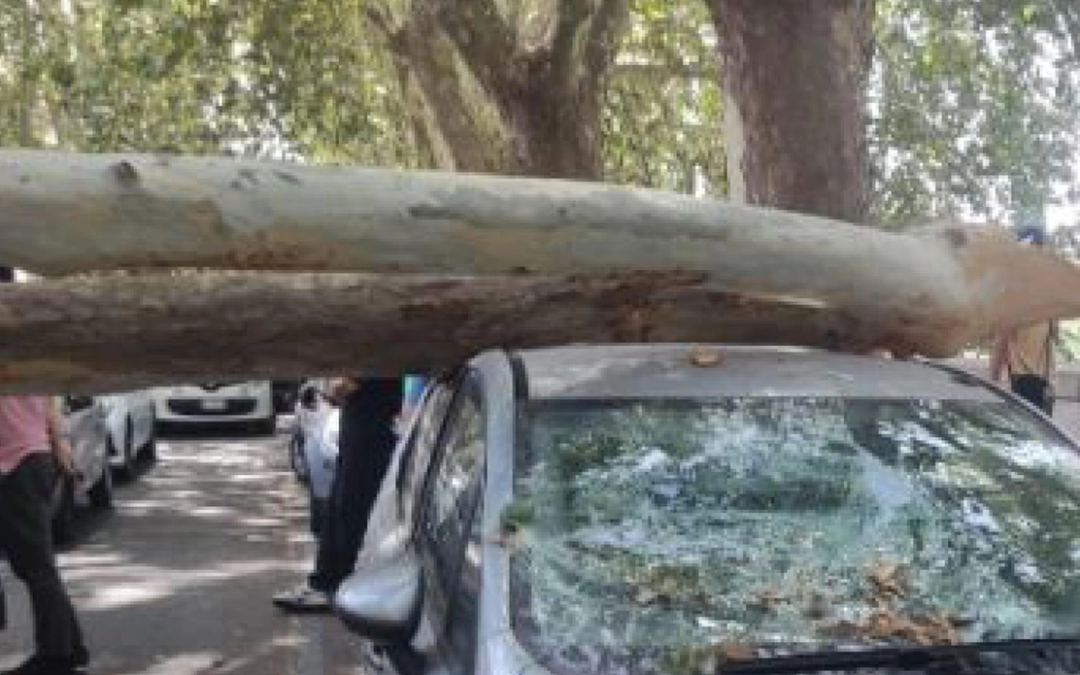 Rossi Ugl Roma: ” E’ allarme alberi che crollano nella Capitale”