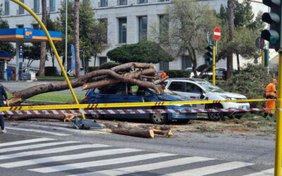 Automobilista ferito dal crollo di un pino, Rossi UGL Roma: segno delle mancate promesse del sindaco